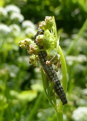 Depressaria daucella