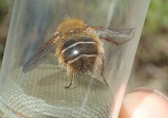 Tachina ursina