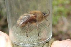 Tachina ursina