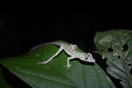 Bridled Anole, Anolis frenatus