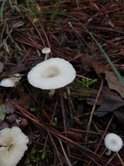 Clitocybaceae