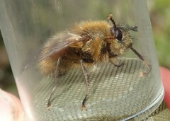 Tachina ursina