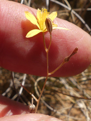 Bulbine mesembryanthemoides