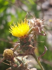 Centaurea melitensis