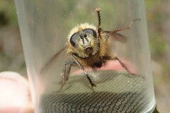 Tachina ursina