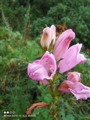 Lamourouxia dasyantha