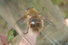 Tachina ursina