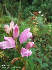 Lamourouxia dasyantha