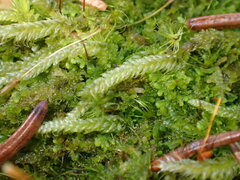 Herzogiella seligeri