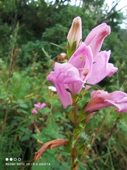 Lamourouxia dasyantha