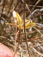 Bulbine mesembryanthemoides
