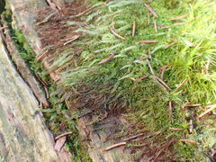 Herzogiella seligeri