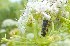 Depressaria daucella