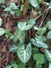 Syngonium