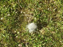 Oryctolagus cuniculus