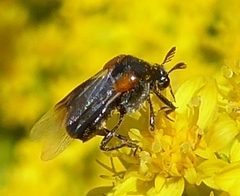 Ripiphorus
