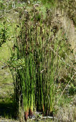 Juncus pallidus