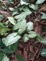 Syngonium