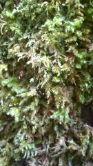 Eurhynchium striatum