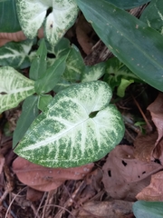 Syngonium
