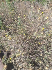 Centaurea melitensis