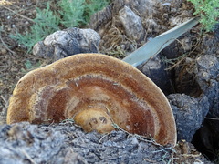 Inocutis tamaricis