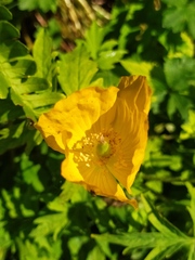 Papaver cambricum