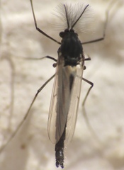 Orthocladiinae