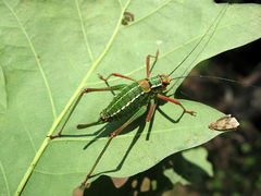 Barbitistes constrictus
