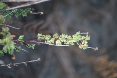 Limbarda crithmoides