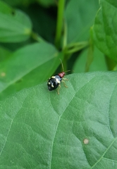 Gynandrobrotica lepida