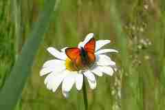 Lycaena hippothoe