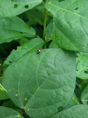 Gynandrobrotica lepida