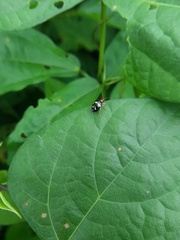 Gynandrobrotica lepida