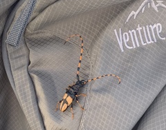 Dendrobias mandibularis