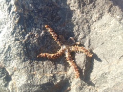 Coscinasterias tenuispina