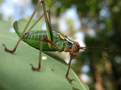Barbitistes constrictus