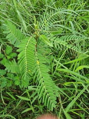 Sesbania cannabina