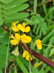 Sesbania cannabina