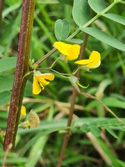 Sesbania cannabina