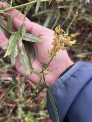 Crotalaria lanceolata