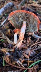 Leratiomyces