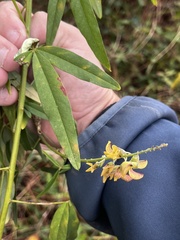Crotalaria lanceolata