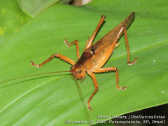 Iaratrox