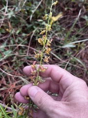 Crotalaria lanceolata