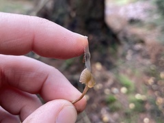 Psilocybe liniformans liniformans