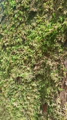 Eurhynchium striatum