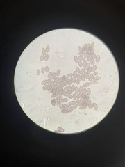 Psilocybe liniformans liniformans