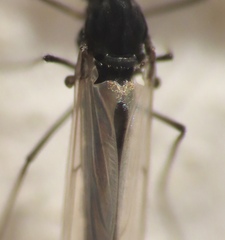 Orthocladiinae
