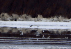 Chroicocephalus philadelphia